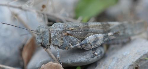 Réf. 243 662 : Sphingonotus caerulans